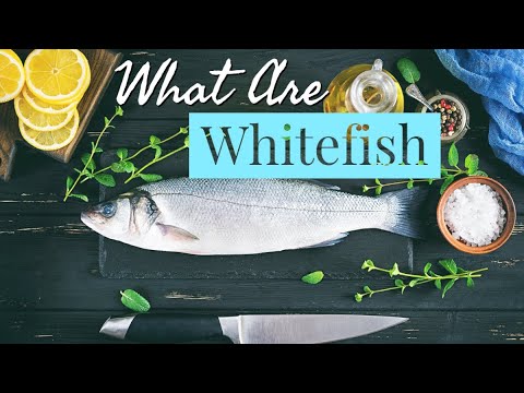 What is Whitefish? ~ History ~ Cooking ~ The Types and Much MORE