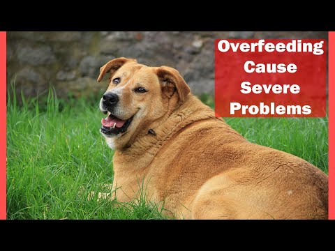 Overfeeding Can Harm Your Pet || Tips & Prevention | In Urdu | Animalia Dot Pk || Vet Furqan Younas