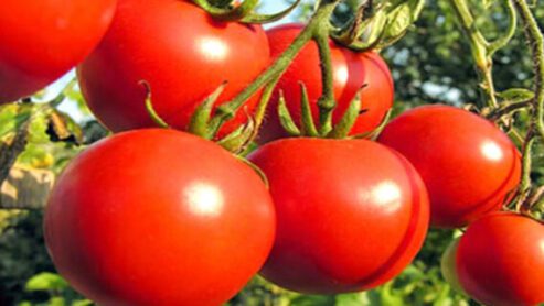 Tomatoes: